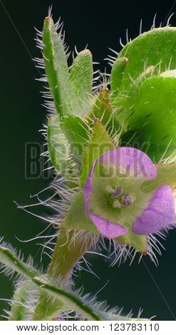Veronica flower on green Background  -  Veronica hederifolia