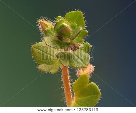 Veronica flower on green Background  -  Veronica hederifolia
