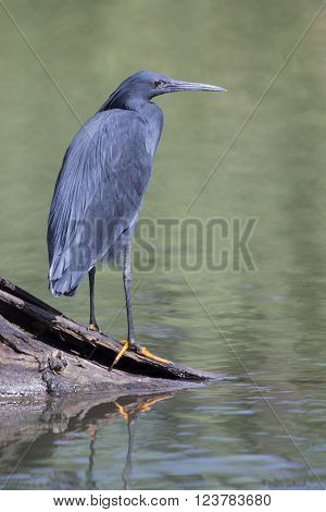 Black heron sitting on a branch close to water waiting