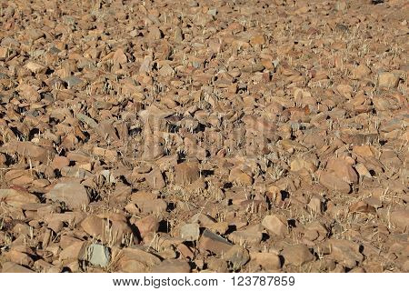 Rocks on a dry field in Africa.