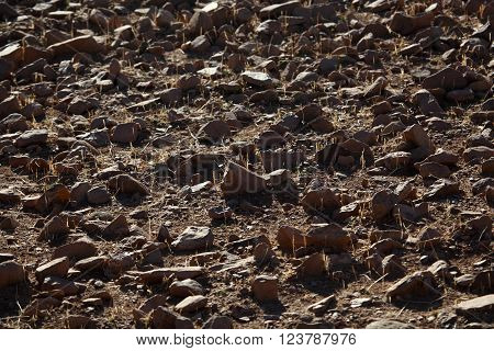 Rocks on a dry field in Africa.