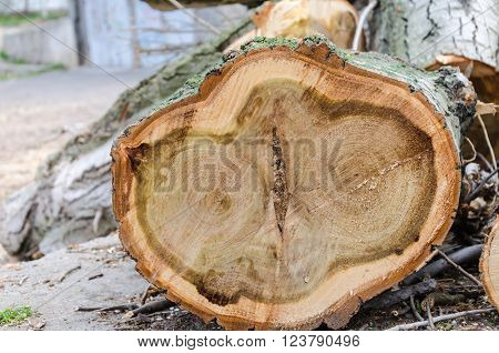 texture of the cut tree on the ground saw cut