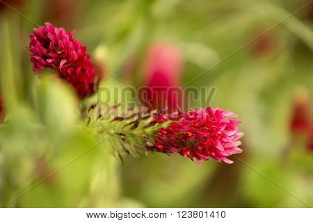Flower of red trefoil in the green field and shallow depth of field
