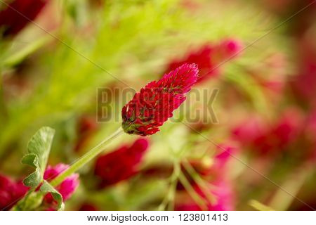 Red trefoil flowers and shallow depth of field