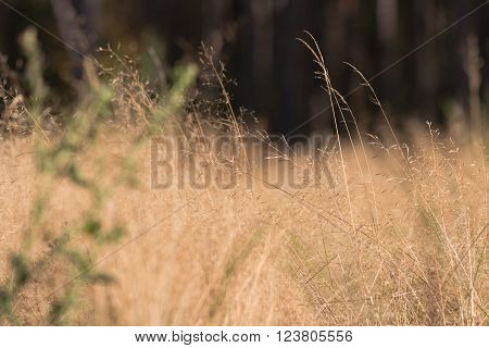 Autumn yellow field grass in breeze with green grass on foreground