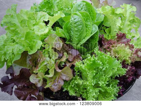 Fresh mixed green and purple salad close up
** Note: Visible grain at 100%, best at smaller sizes