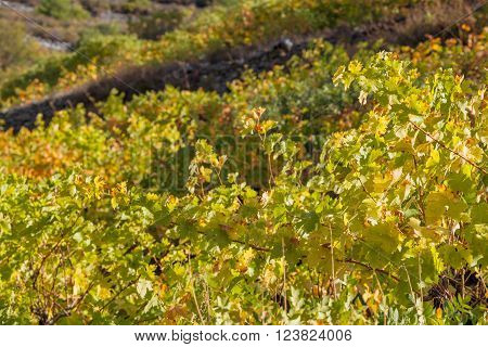 Winery Forest vineyard agriculture harverst autumn Troodos Cyprus
** Note: Shallow depth of field