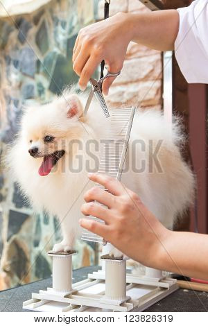 A cute white pomeranian smile is cutting