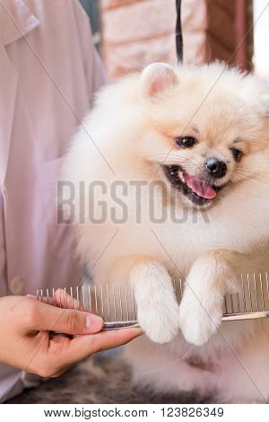 A cream pomeranian after shower with comb