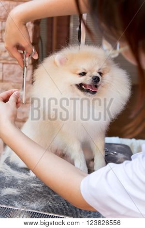 A cute cream pomeranian smile is cutting.