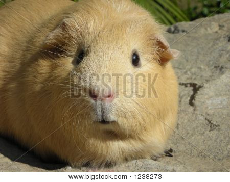 Utelias Cavy kasvot