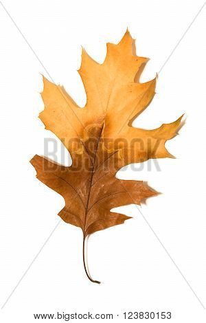 Dry autumn oak leaf on a over white