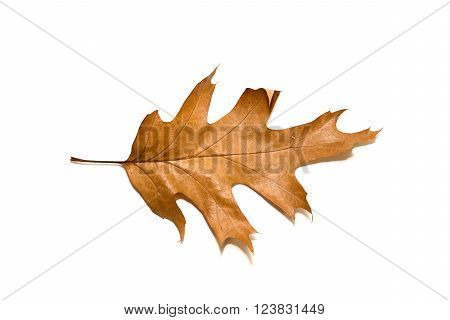 Dry autumn oak leaf on a over white
