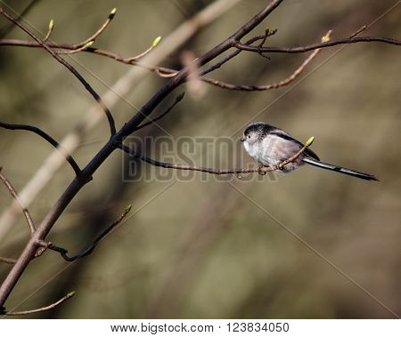 long tailed tit Aegithalos caudatus on branch in spring
** Note: Visible grain at 100%, best at smaller sizes