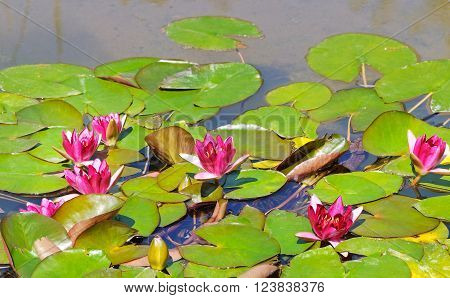 pink flowers of water lilies in a pond