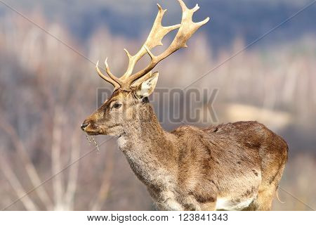 close up of fallow deer stag in a clearing ( Dama dama )