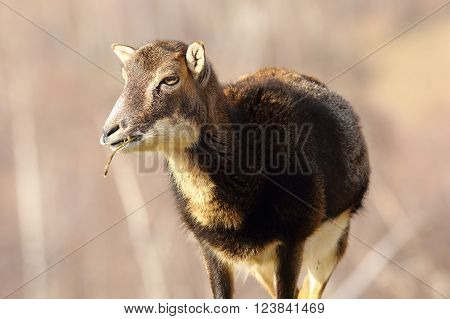 cute female moufflon chewing a twig in a clearing