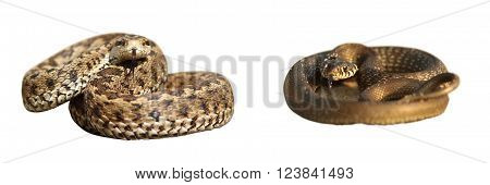 grass snake and meadow viper isolated over white differences between poisonous and harmless species of european snakes ( Vipera ursinii rakosiensis Natrix natrix )