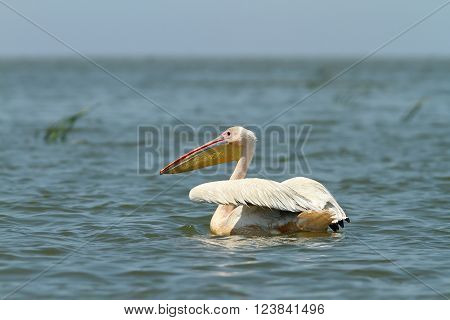 great pelican floating on blue water ( Pelecanus onocrotalus )
