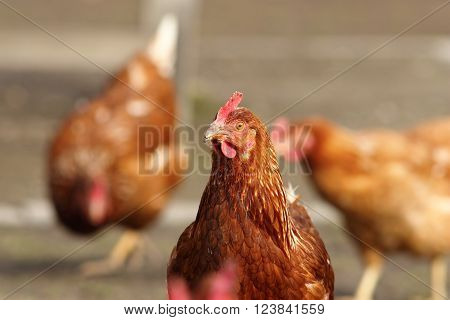 free hen looking at the camera in bio farm yard