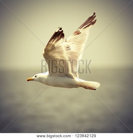 vintage image of seagull in flight ( caspian gull Larus cachinnans )