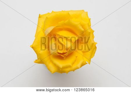 Close up of a bright yellow rose head viewed from directly above