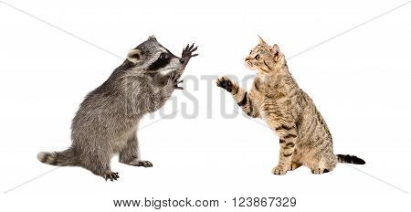 unny raccoon and cat Scottish Straight playing together isolated on white background
