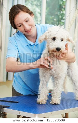 Pet Dog Being Professionally Groomed In Salon