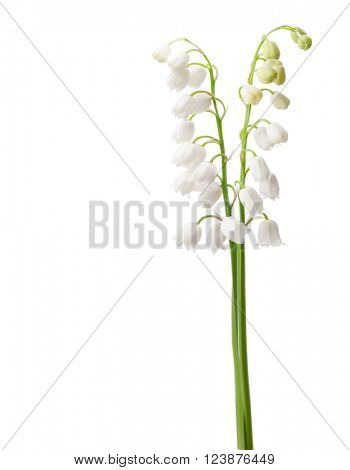 Two flowers isolated on white. Lily of the Valley