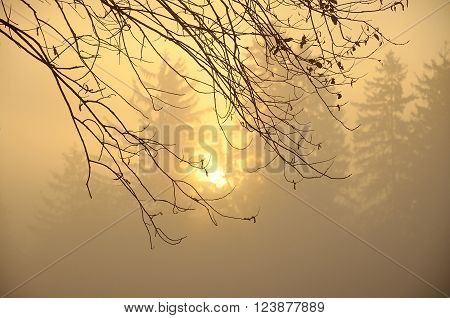 Mist in autumn morning with brown branch of tree