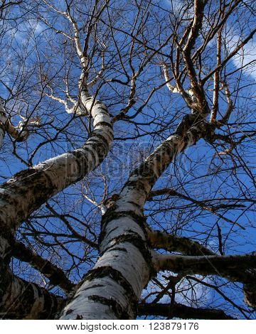 Close up of the trunk and branches of birch on the blue sky background