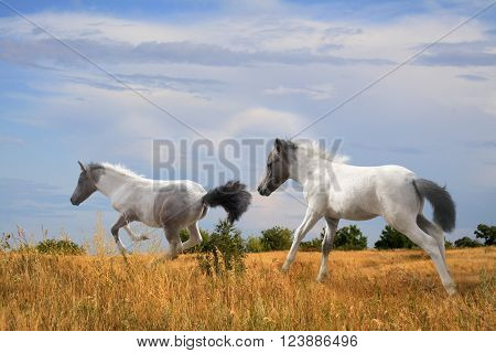 small foals fun running on the loose