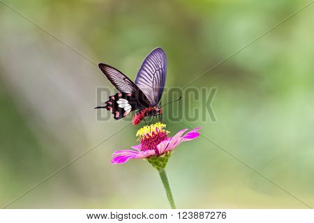 Flowers with butterflies at garden chonburi  thailand