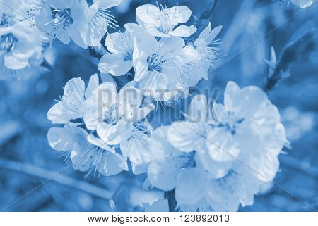 Blurred sakura flowers in the morning mist (in blue tones)