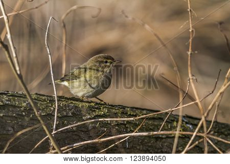 A common chiffchaff is sitting on a branch