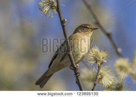 A common chiffchaff is sitting on a branch
** Note: Soft Focus at 100%, best at smaller sizes