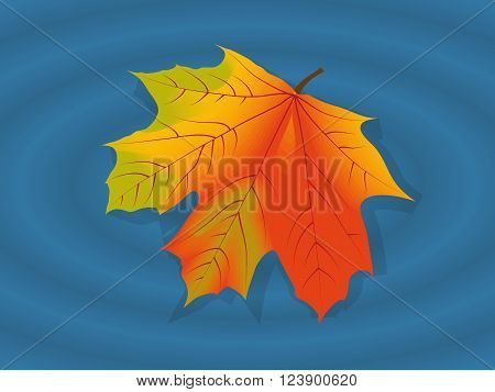maple leaf lying on the blue water