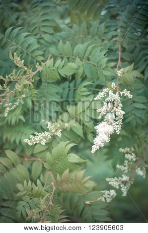 Spirea. Beautiful green floral background with flowering plant sorbaria