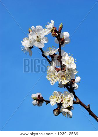 Spring flowers on the branch of apricot (spring blossom).