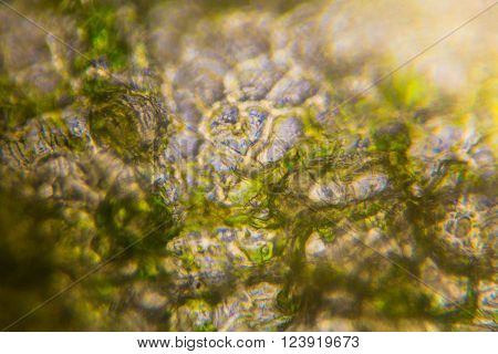 Pickled Cucumber Under The Microscope