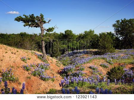 Bluebonnets grace the sides of a clay gully worn and eroded by water in central Texas hill country
** Note: Soft Focus at 100%, best at smaller sizes