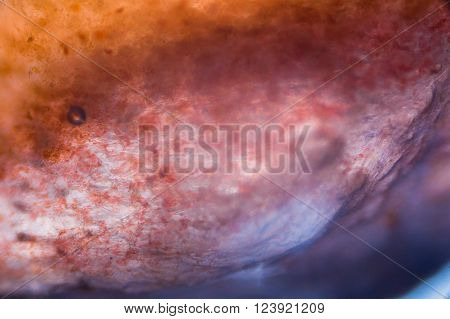 Tomato under the microscope - It seems like inside the human body