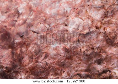 Tomato under the microscope - It seems like inside the human body
** Note: Visible grain at 100%, best at smaller sizes