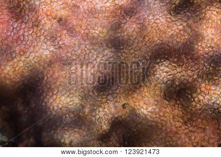 Tomato under the microscope - It seems like inside the human body
** Note: Visible grain at 100%, best at smaller sizes