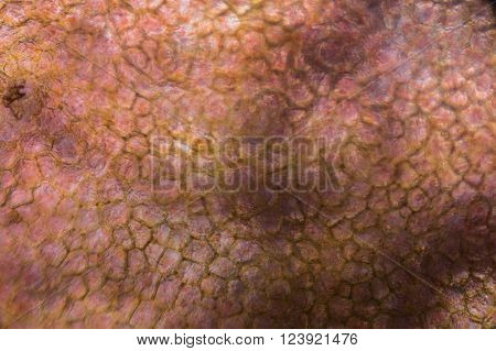 Tomato Under The Microscope