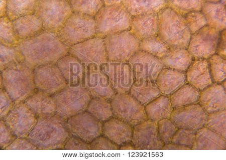 Tomato under the microscope - It seems like inside the human body