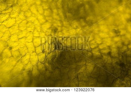 Yellow Pepper Under The Microscope