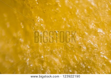 Yellow Pepper's kernel under the optical microscope.