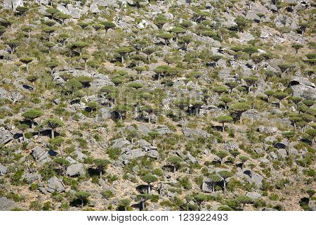 Dragon tree forest in Dixam canyon - Dracaena cinnabari - Dragon's blood - endemic tree of Socotra island
