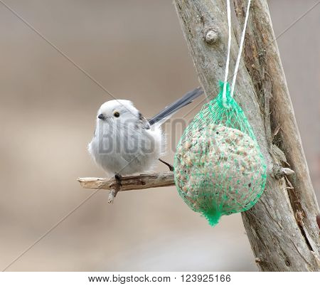 Long tailed tit bird sitting on a branch eating bird feed